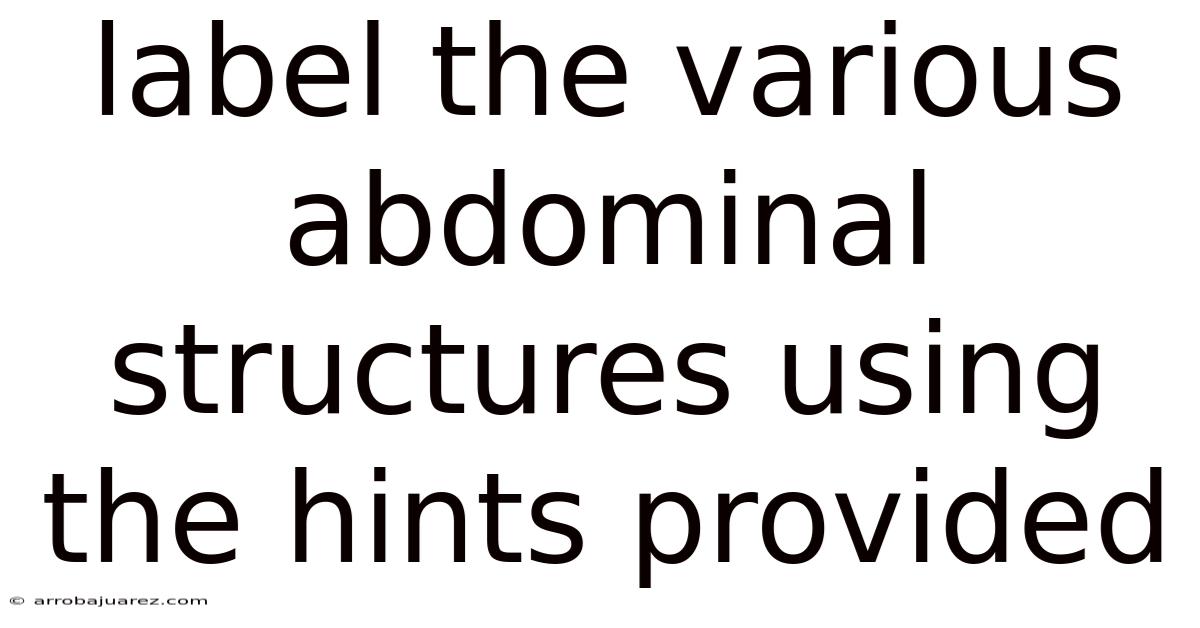 Label The Various Abdominal Structures Using The Hints Provided