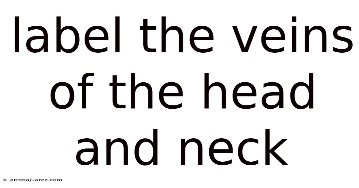 Label The Veins Of The Head And Neck