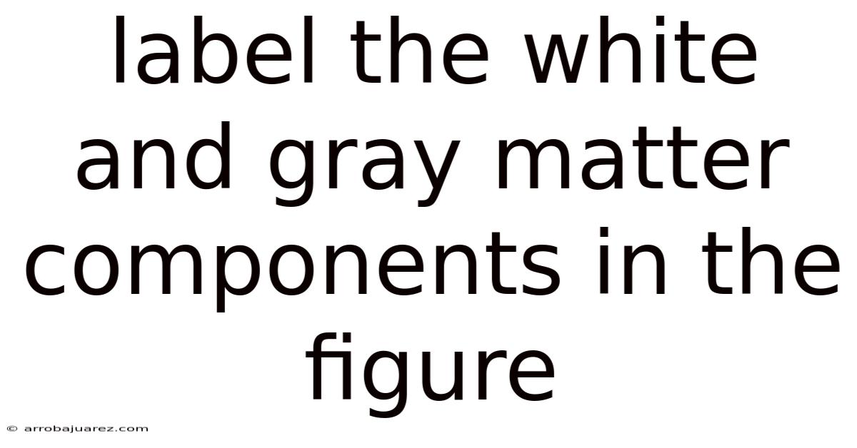 Label The White And Gray Matter Components In The Figure