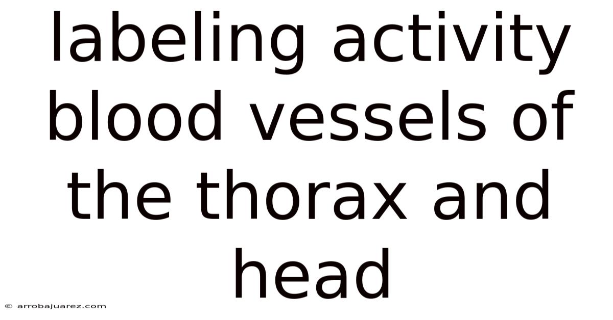 Labeling Activity Blood Vessels Of The Thorax And Head