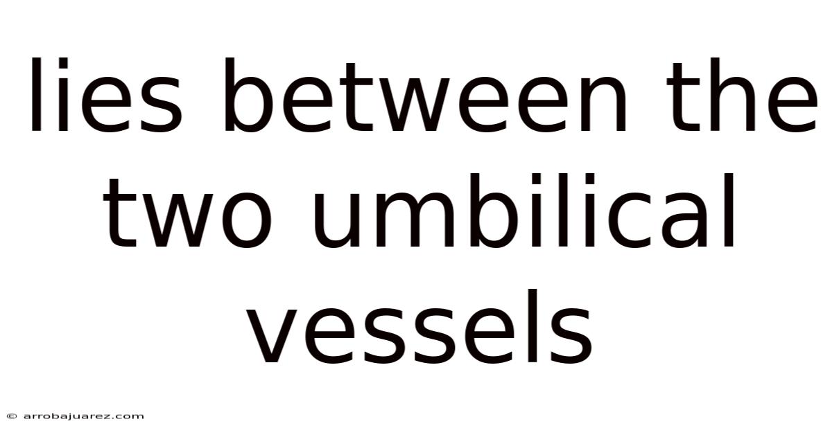 Lies Between The Two Umbilical Vessels