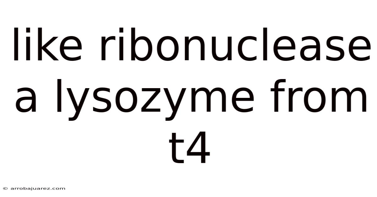 Like Ribonuclease A Lysozyme From T4