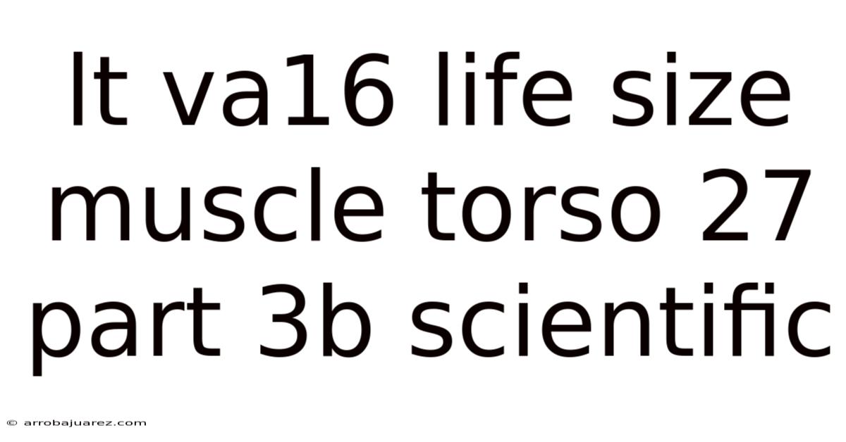 Lt Va16 Life Size Muscle Torso 27 Part 3b Scientific