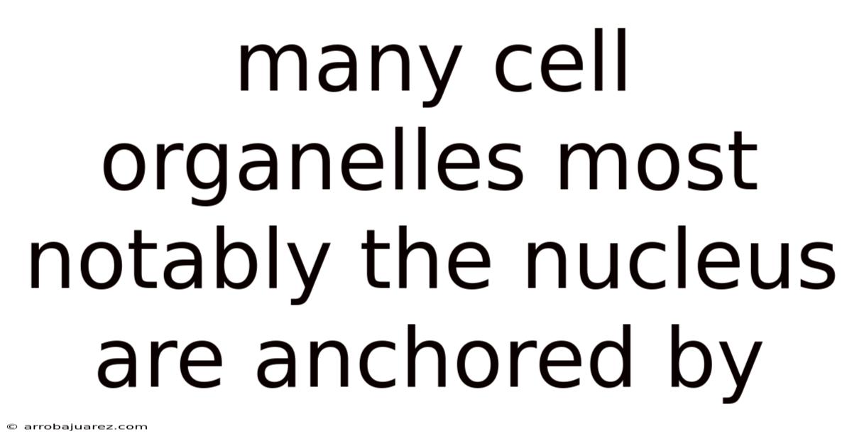 Many Cell Organelles Most Notably The Nucleus Are Anchored By