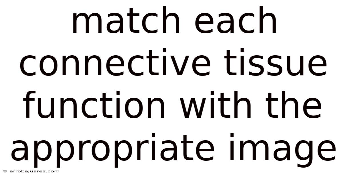 Match Each Connective Tissue Function With The Appropriate Image