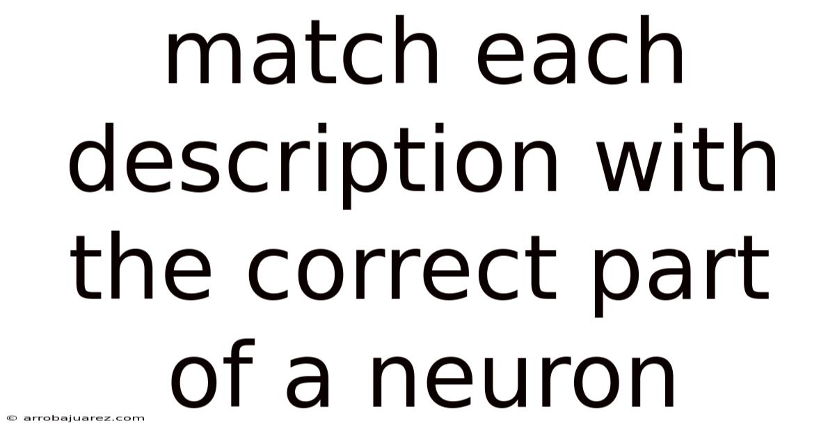 Match Each Description With The Correct Part Of A Neuron