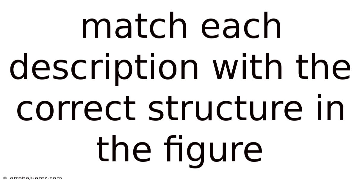 Match Each Description With The Correct Structure In The Figure