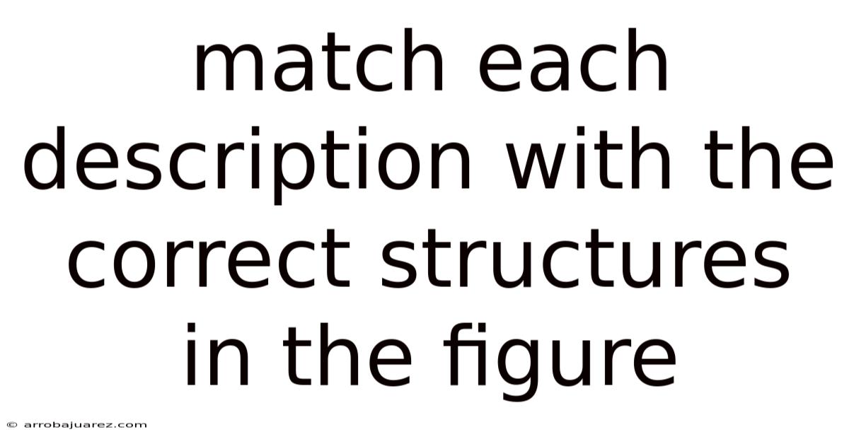 Match Each Description With The Correct Structures In The Figure