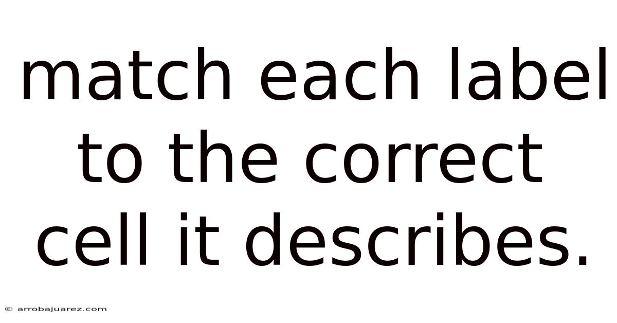 Match Each Label To The Correct Cell It Describes.