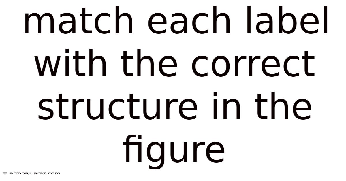 Match Each Label With The Correct Structure In The Figure