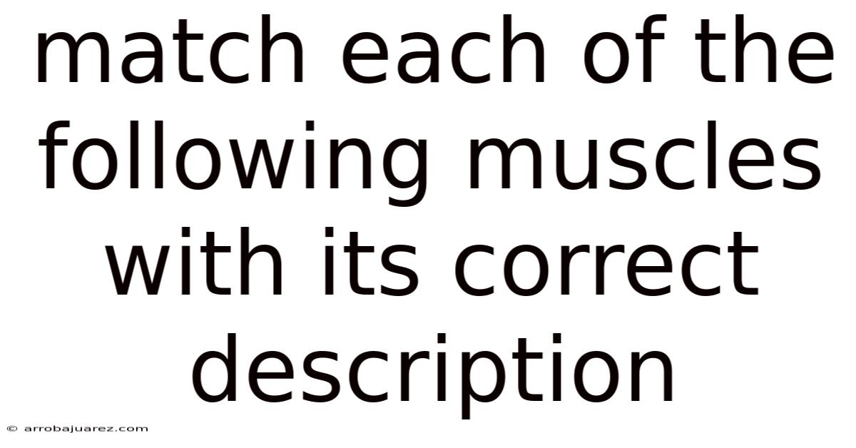 Match Each Of The Following Muscles With Its Correct Description