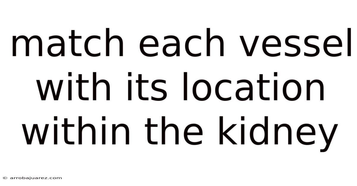 Match Each Vessel With Its Location Within The Kidney