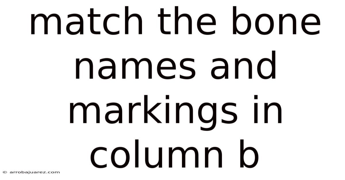Match The Bone Names And Markings In Column B