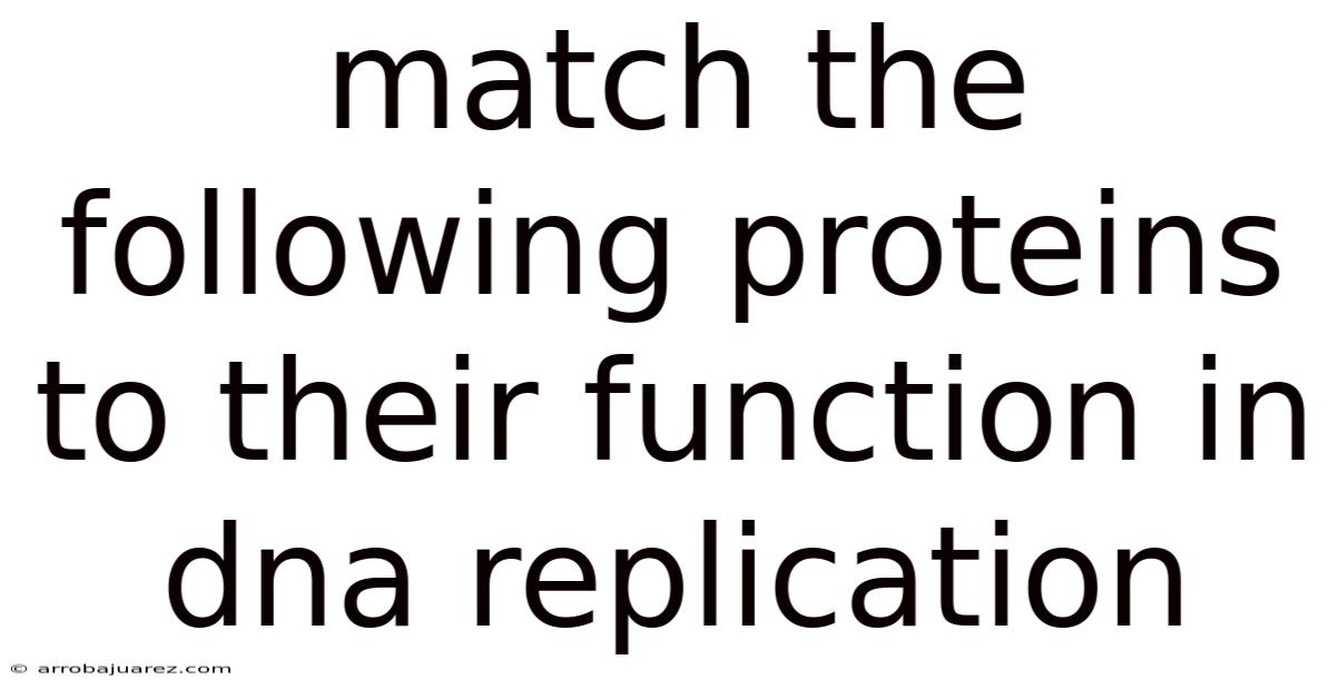 Match The Following Proteins To Their Function In Dna Replication