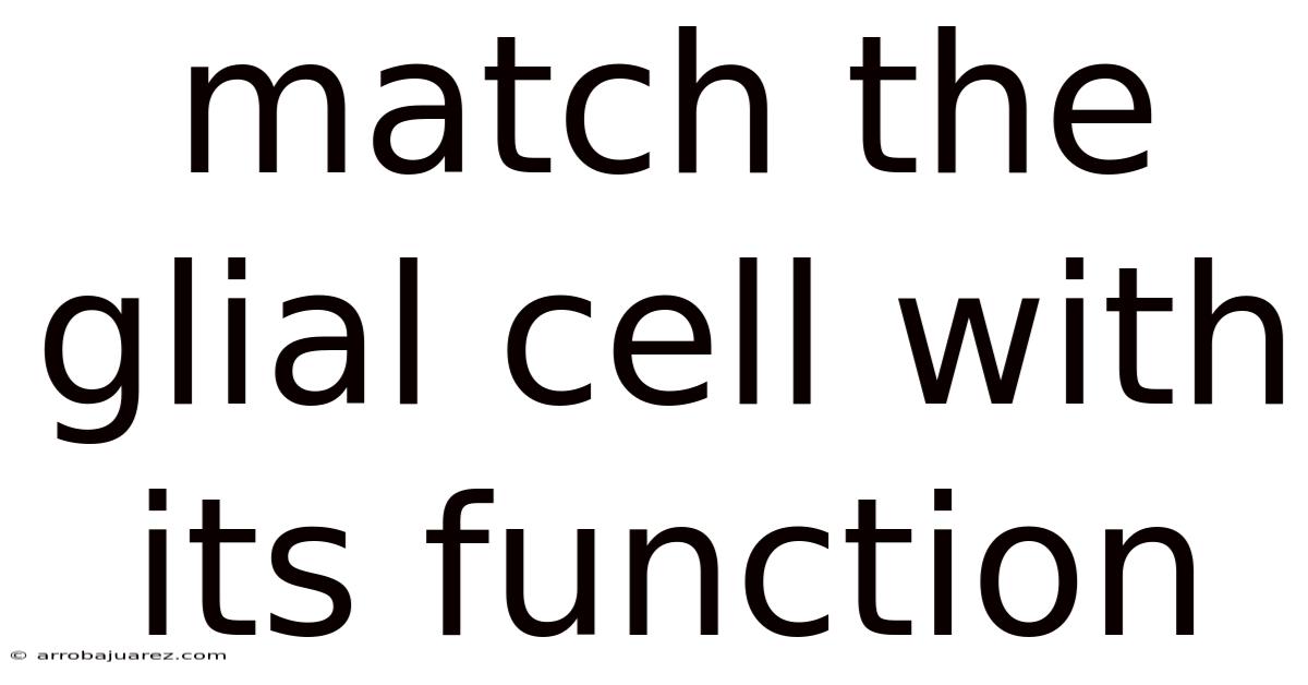 Match The Glial Cell With Its Function