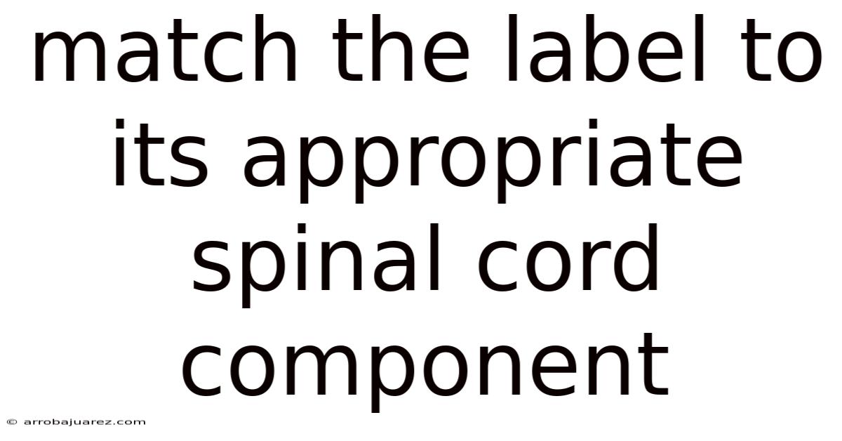 Match The Label To Its Appropriate Spinal Cord Component