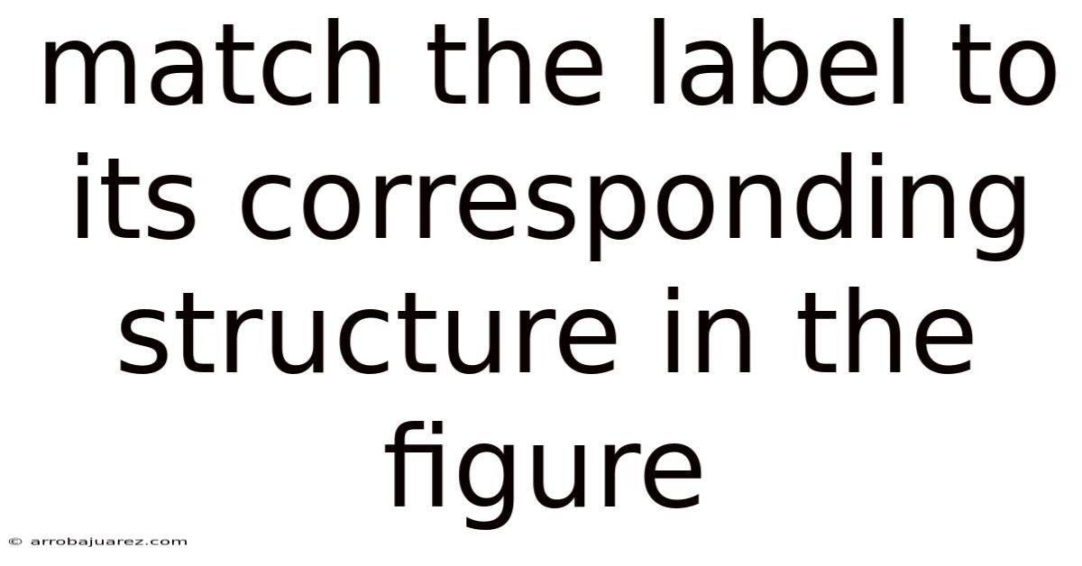 Match The Label To Its Corresponding Structure In The Figure