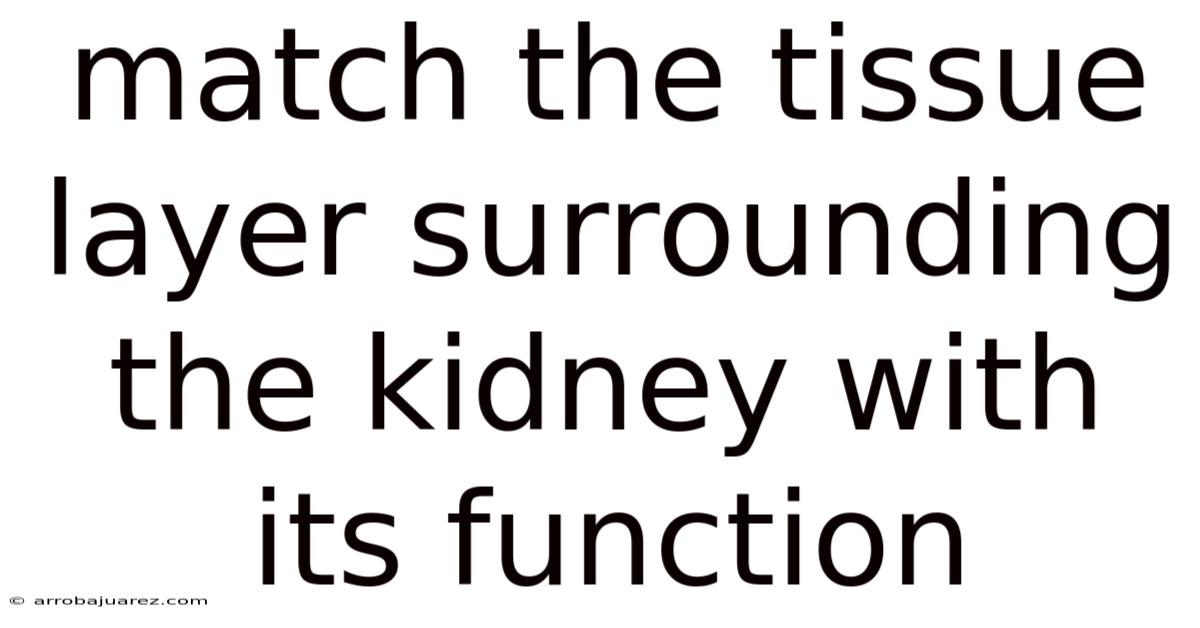 Match The Tissue Layer Surrounding The Kidney With Its Function
