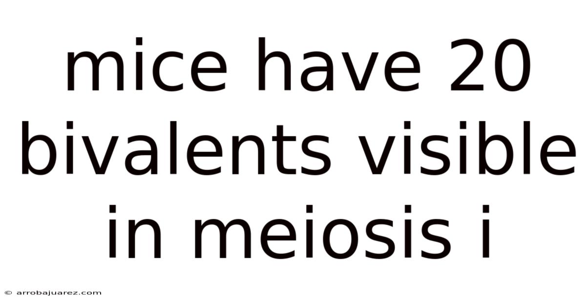 Mice Have 20 Bivalents Visible In Meiosis I