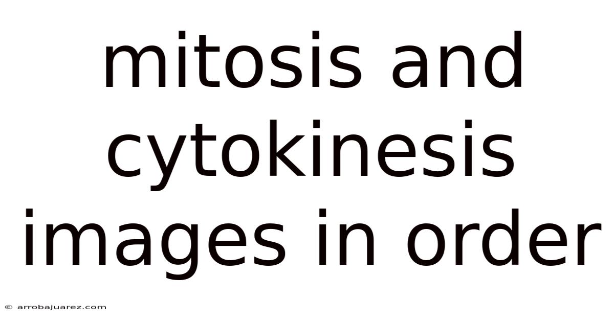 Mitosis And Cytokinesis Images In Order