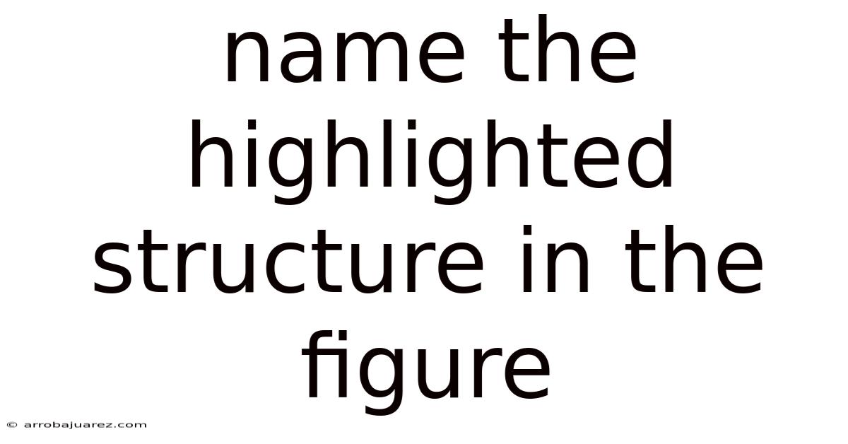 Name The Highlighted Structure In The Figure