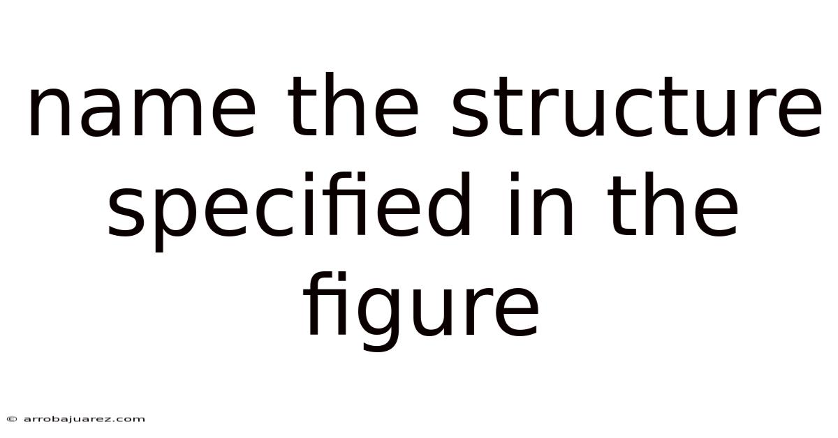 Name The Structure Specified In The Figure