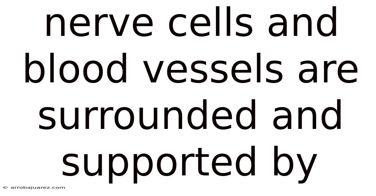 Nerve Cells And Blood Vessels Are Surrounded And Supported By