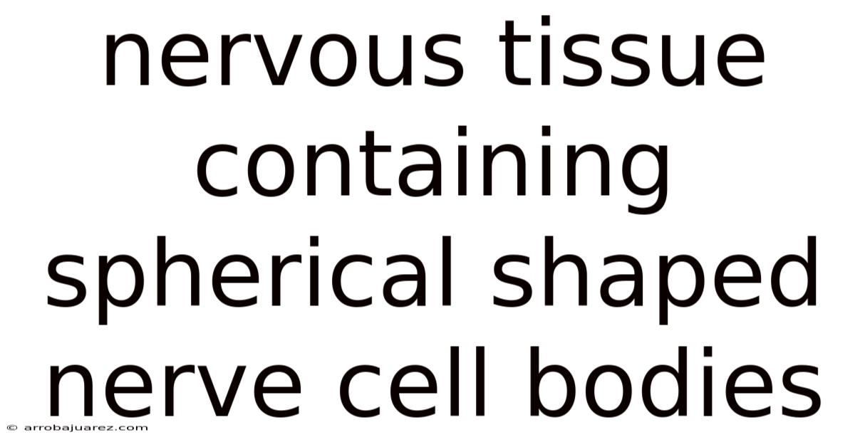 Nervous Tissue Containing Spherical Shaped Nerve Cell Bodies