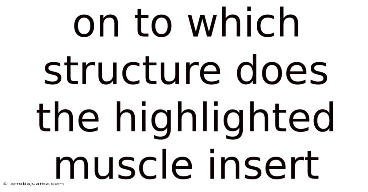 On To Which Structure Does The Highlighted Muscle Insert