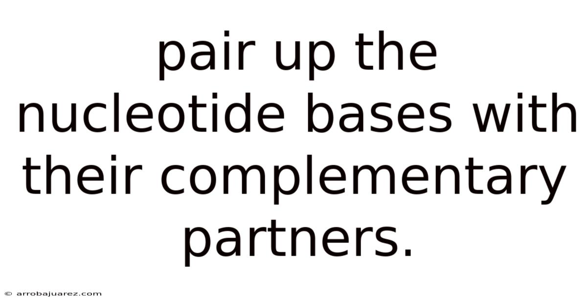 Pair Up The Nucleotide Bases With Their Complementary Partners.