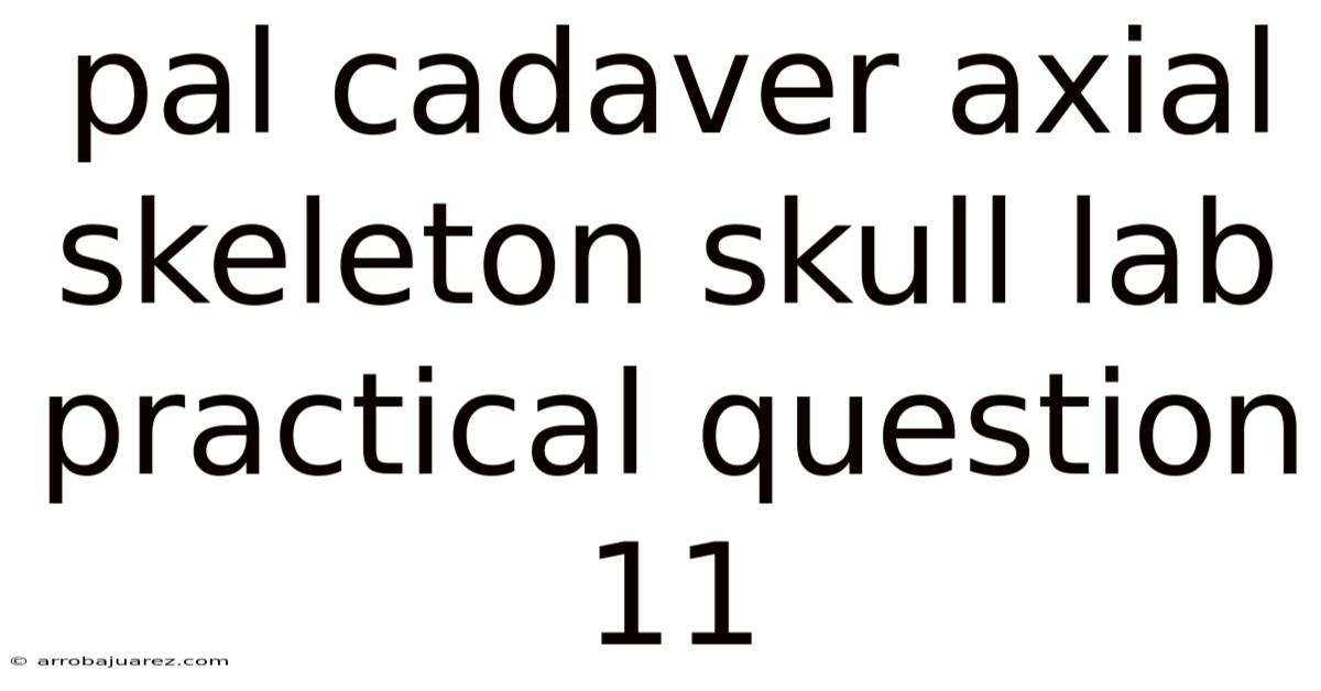 Pal Cadaver Axial Skeleton Skull Lab Practical Question 11