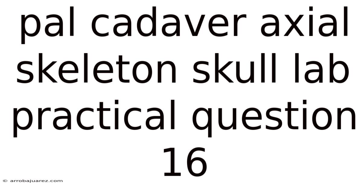 Pal Cadaver Axial Skeleton Skull Lab Practical Question 16