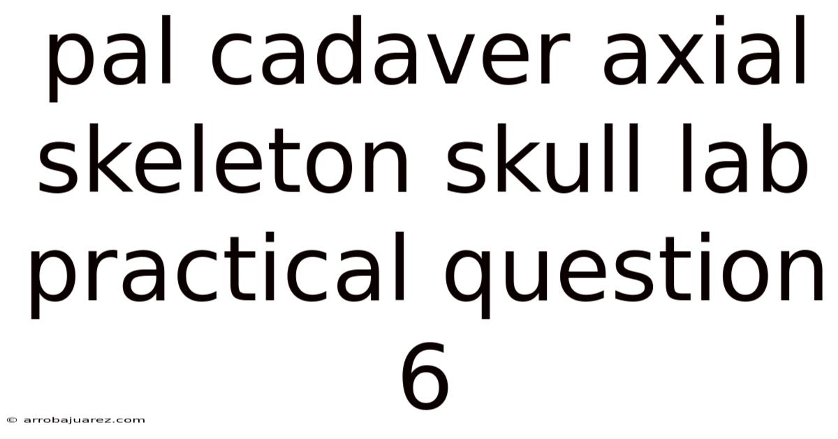 Pal Cadaver Axial Skeleton Skull Lab Practical Question 6