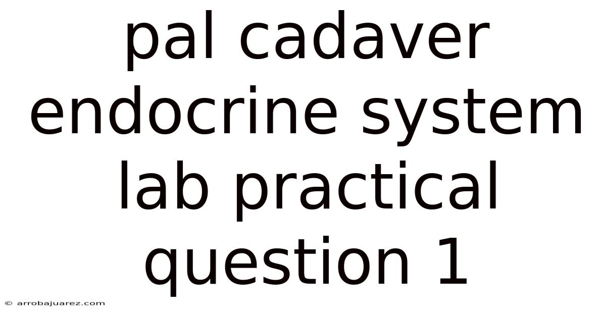 Pal Cadaver Endocrine System Lab Practical Question 1
