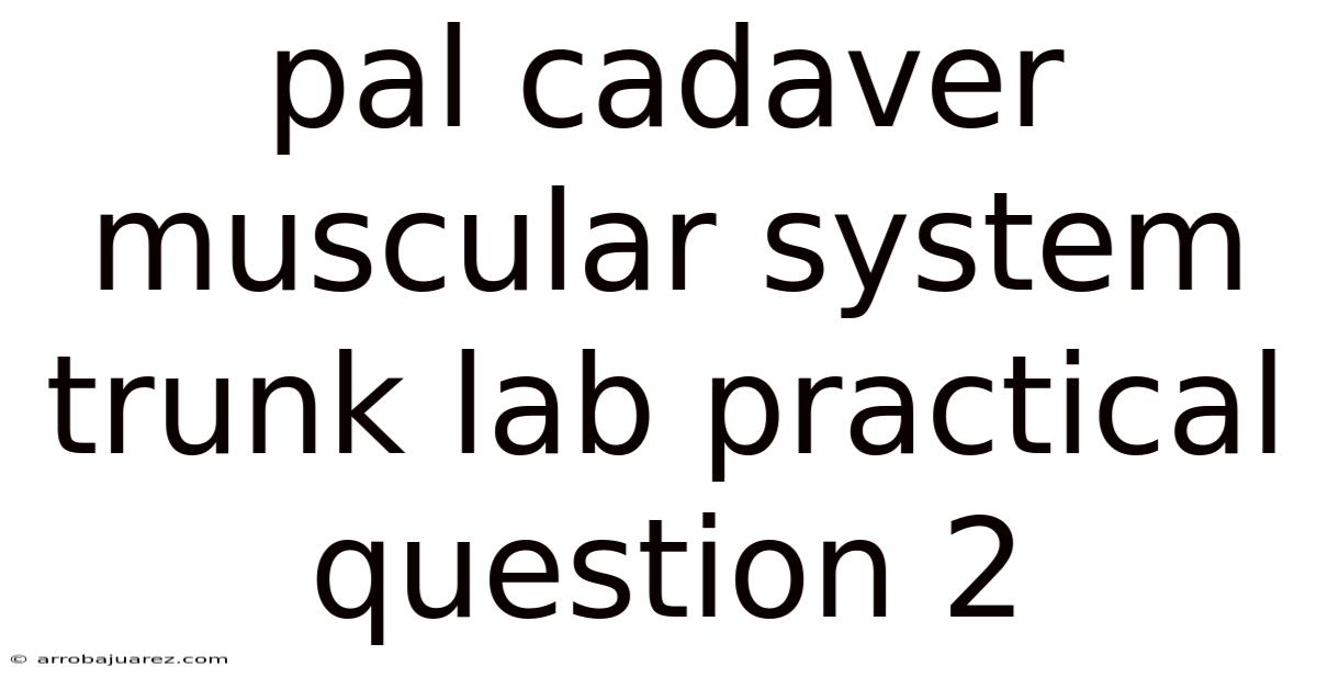 Pal Cadaver Muscular System Trunk Lab Practical Question 2