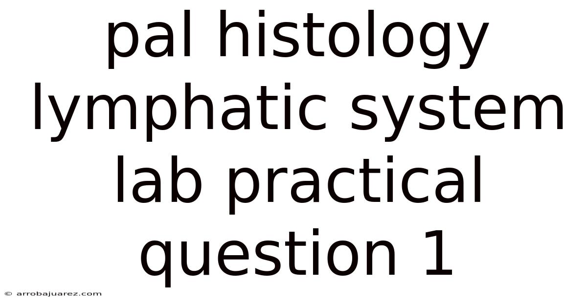 Pal Histology Lymphatic System Lab Practical Question 1