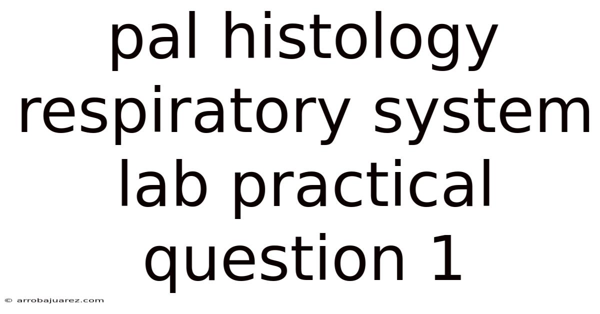 Pal Histology Respiratory System Lab Practical Question 1