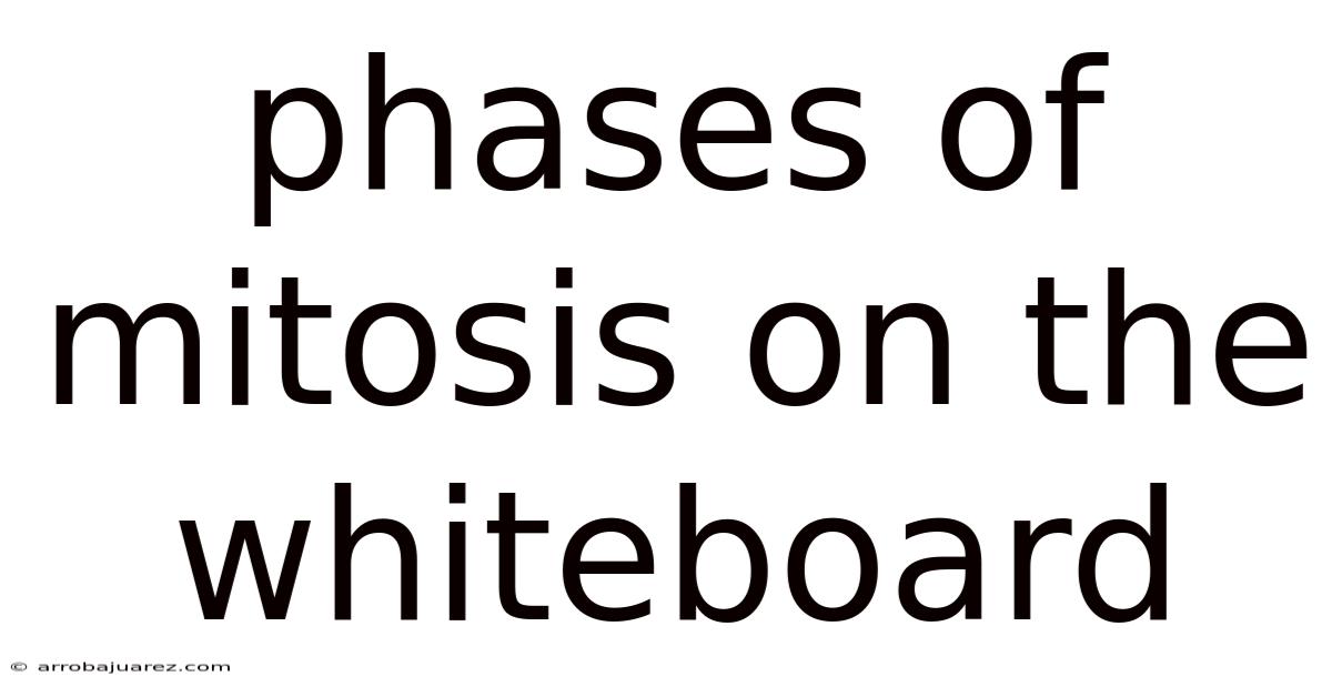 Phases Of Mitosis On The Whiteboard
