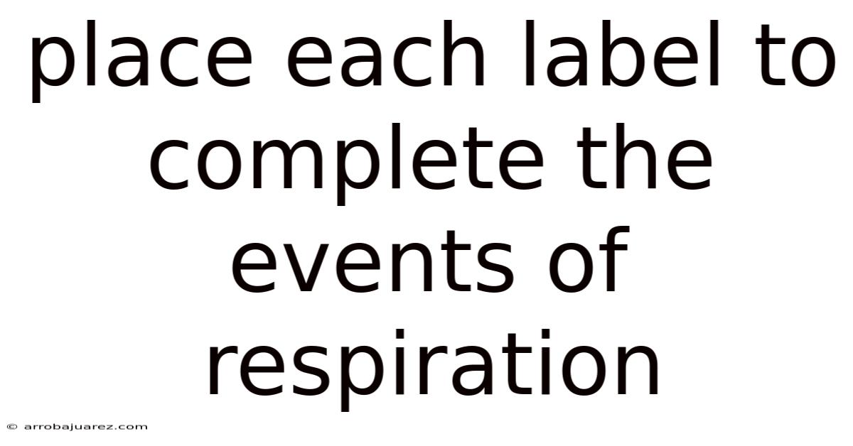Place Each Label To Complete The Events Of Respiration
