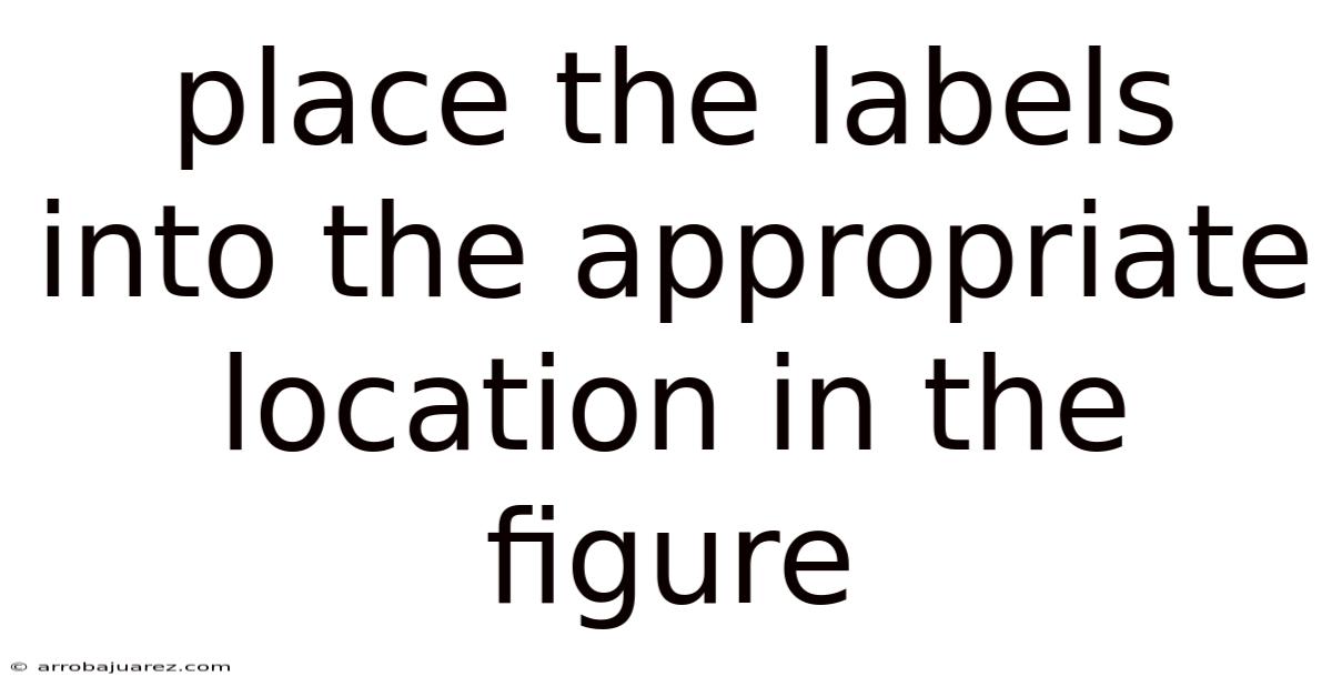 Place The Labels Into The Appropriate Location In The Figure
