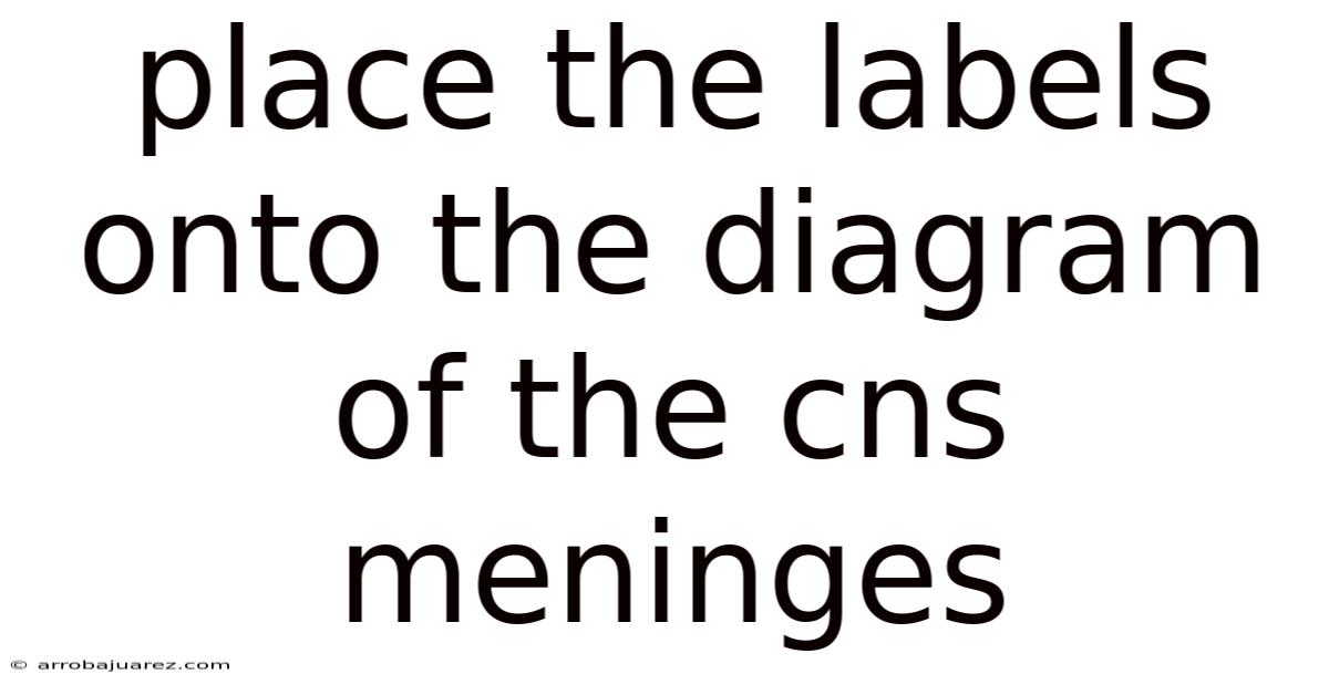 Place The Labels Onto The Diagram Of The Cns Meninges