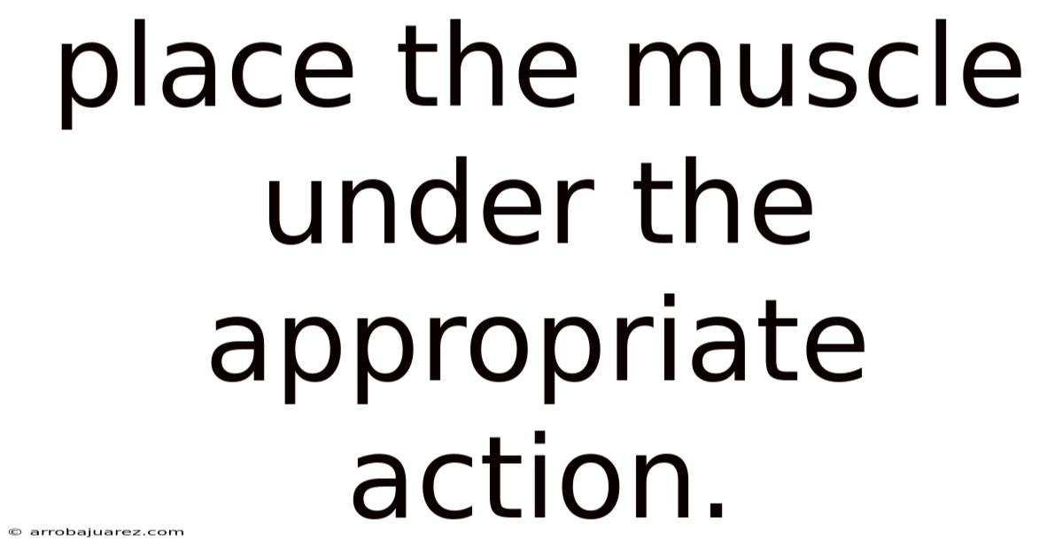 Place The Muscle Under The Appropriate Action.
