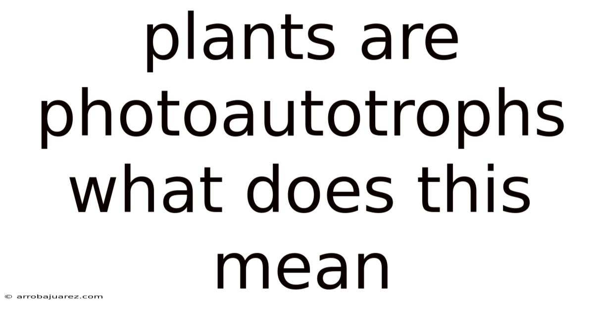 Plants Are Photoautotrophs What Does This Mean