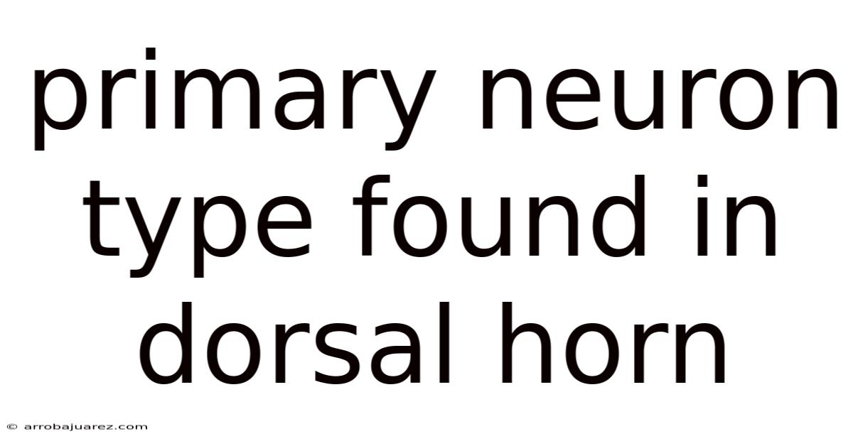 Primary Neuron Type Found In Dorsal Horn