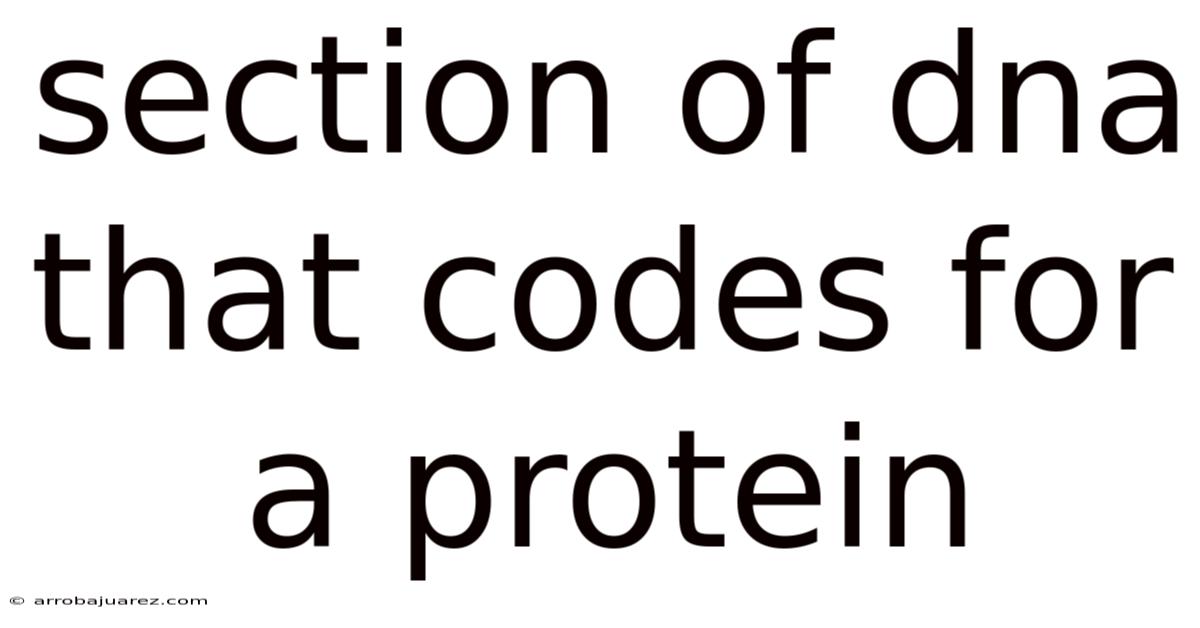 Section Of Dna That Codes For A Protein