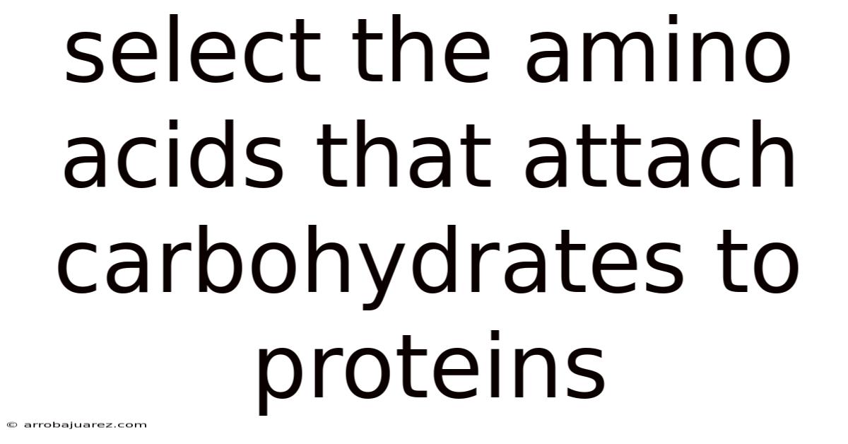 Select The Amino Acids That Attach Carbohydrates To Proteins