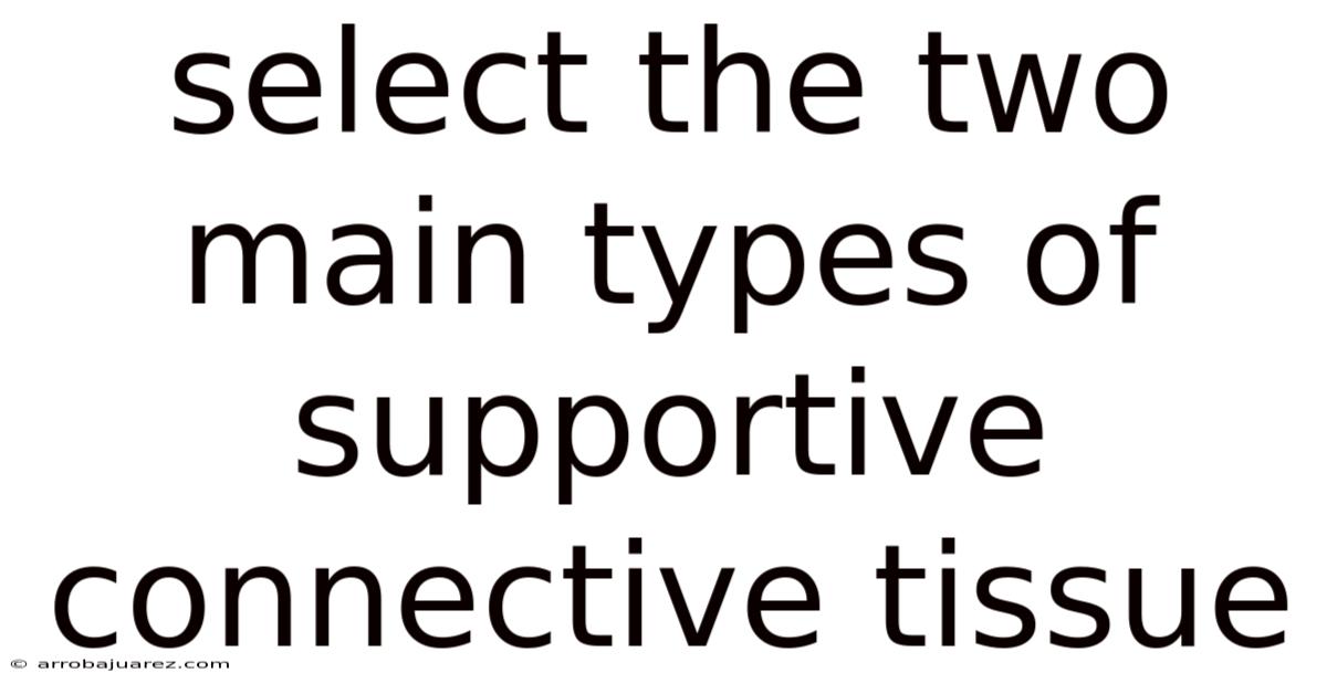 Select The Two Main Types Of Supportive Connective Tissue