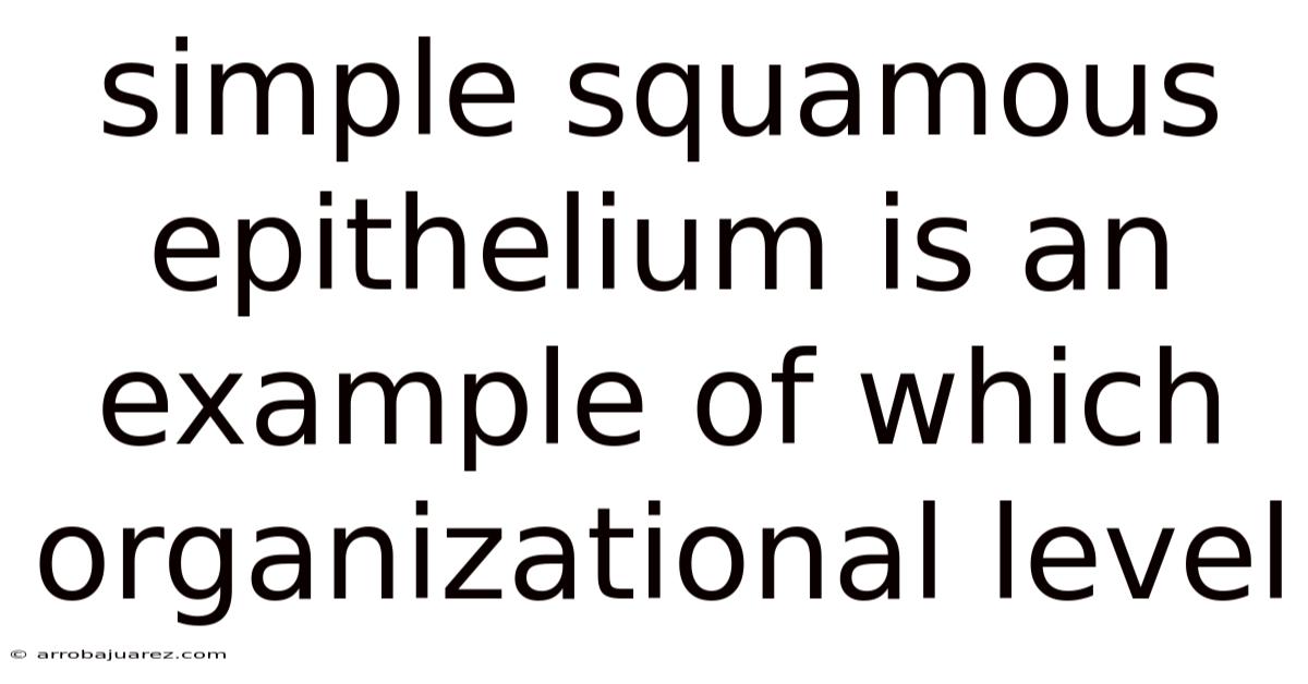 Simple Squamous Epithelium Is An Example Of Which Organizational Level