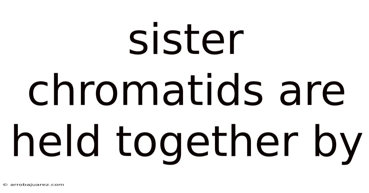 Sister Chromatids Are Held Together By