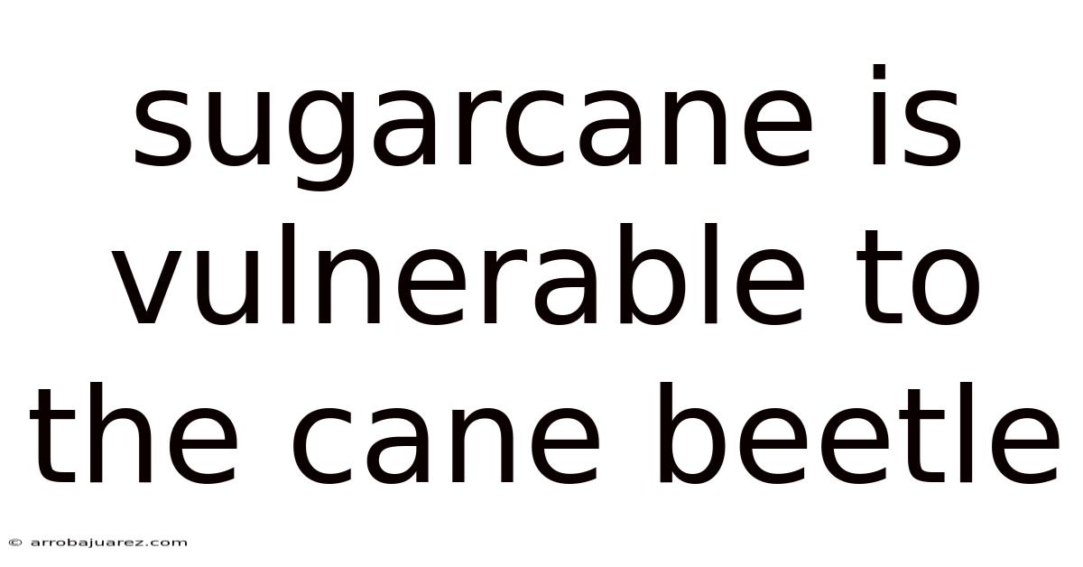 Sugarcane Is Vulnerable To The Cane Beetle